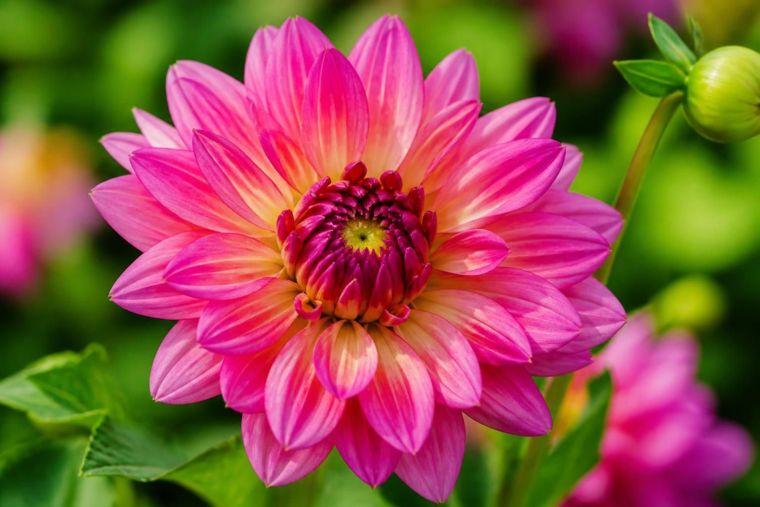 découvrez comment photographier des fleurs au jardin en maîtrisant la macro, la gestion de la lumière et la mise au point pour des clichés sublimes et détaillés.